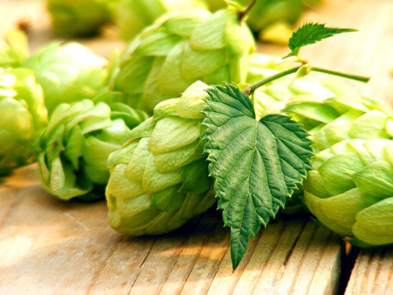 精釀啤酒 | 酒花制品的種類及特點有哪些？